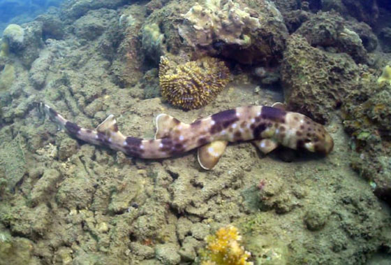 بالفيديو.. أسماك قرش تمشي! صورة رقم 9