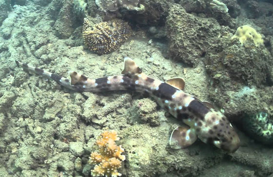 بالفيديو.. أسماك قرش تمشي! صورة رقم 10