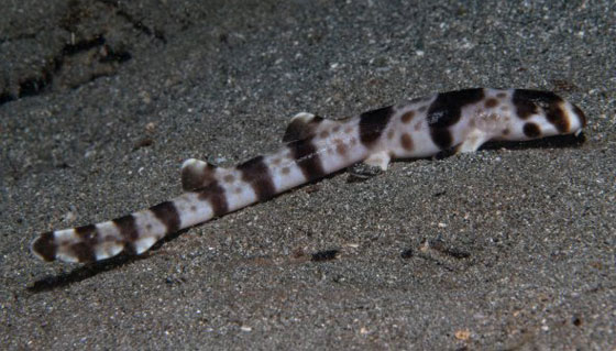 بالفيديو.. أسماك قرش تمشي! صورة رقم 11