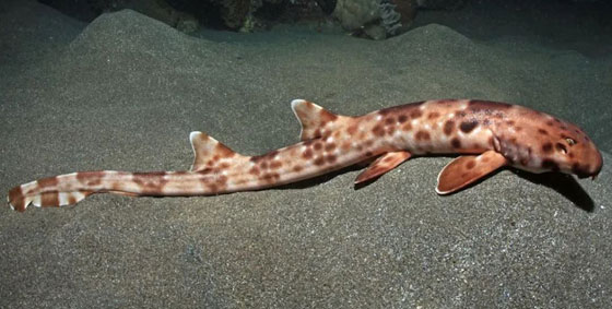 بالفيديو.. أسماك قرش تمشي! صورة رقم 12