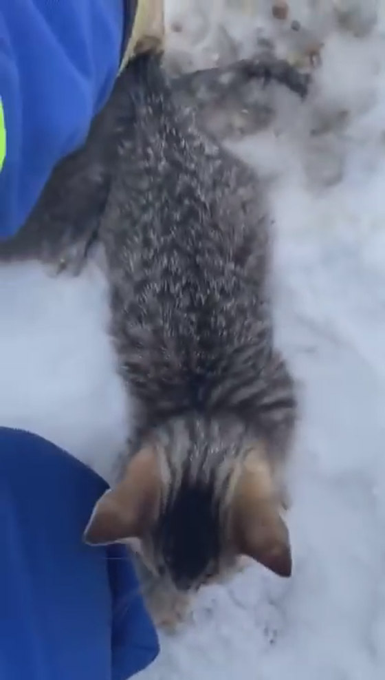 فيديو.. شاب ينقذ قططا من الموت بكوب قهوة صورة رقم 3