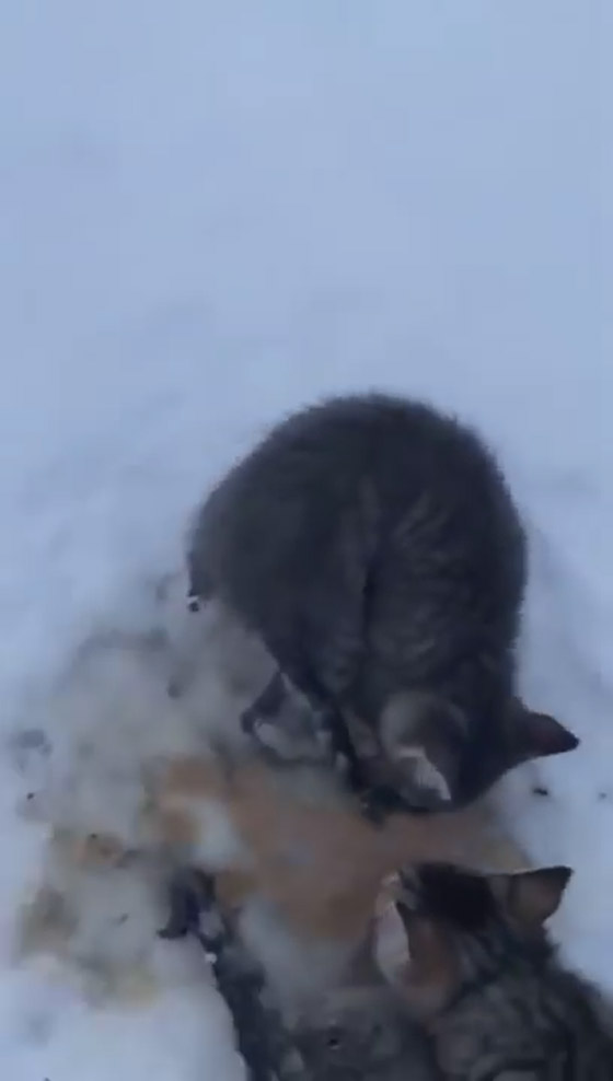 فيديو.. شاب ينقذ قططا من الموت بكوب قهوة صورة رقم 1