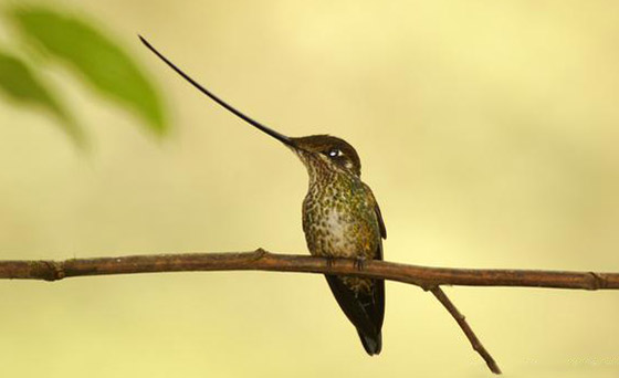 صورة رقم 1 - بالصور: أشكال غريبة وعجيبة لأفواه حيوانات مختلفة تثير الدهشة! صورة رقم 1 - بالصور: أشكال غريبة وعجيبة لأفواه حيوانات مختلفة تثير الدهشة!