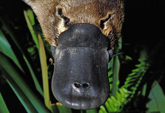 صورة رقم 2 - بالصور: أشكال غريبة وعجيبة لأفواه حيوانات مختلفة تثير الدهشة! صورة رقم 2 - بالصور: أشكال غريبة وعجيبة لأفواه حيوانات مختلفة تثير الدهشة!