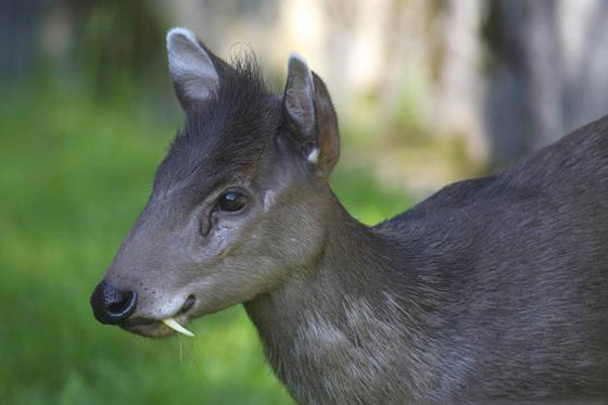 صورة رقم 3 - بالصور: أشكال غريبة وعجيبة لأفواه حيوانات مختلفة تثير الدهشة! صورة رقم 3 - بالصور: أشكال غريبة وعجيبة لأفواه حيوانات مختلفة تثير الدهشة!