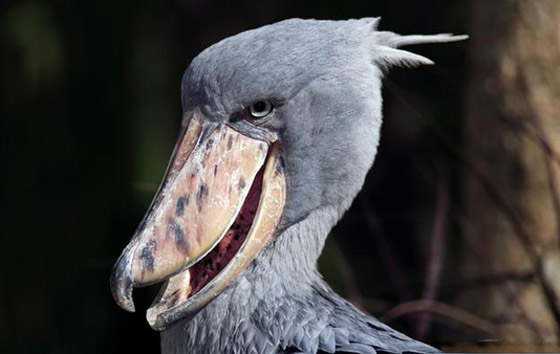 صورة رقم 4 - بالصور: أشكال غريبة وعجيبة لأفواه حيوانات مختلفة تثير الدهشة! صورة رقم 4 - بالصور: أشكال غريبة وعجيبة لأفواه حيوانات مختلفة تثير الدهشة!