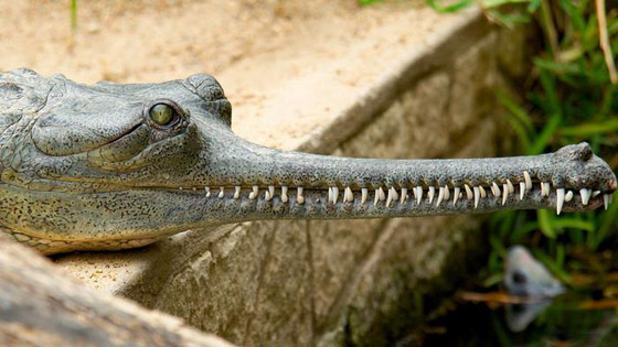 صورة رقم 6 - بالصور: أشكال غريبة وعجيبة لأفواه حيوانات مختلفة تثير الدهشة! صورة رقم 6 - بالصور: أشكال غريبة وعجيبة لأفواه حيوانات مختلفة تثير الدهشة!