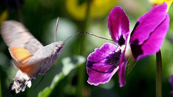 صورة رقم 7 - بالصور: أشكال غريبة وعجيبة لأفواه حيوانات مختلفة تثير الدهشة! صورة رقم 7 - بالصور: أشكال غريبة وعجيبة لأفواه حيوانات مختلفة تثير الدهشة!