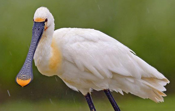 صورة رقم 8 - بالصور: أشكال غريبة وعجيبة لأفواه حيوانات مختلفة تثير الدهشة! صورة رقم 8 - بالصور: أشكال غريبة وعجيبة لأفواه حيوانات مختلفة تثير الدهشة!