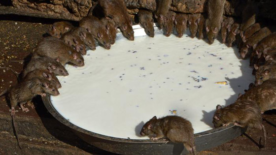 الابراج الصينية: أسرارعام 2020- عام الفأر: ذكاء وثروة أو مرض وتقزز؟ صورة رقم 2