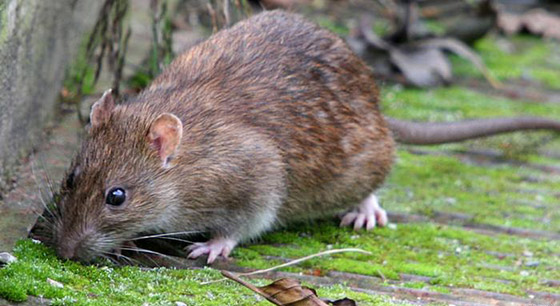 الابراج الصينية: أسرارعام 2020- عام الفأر: ذكاء وثروة أو مرض وتقزز؟ صورة رقم 3