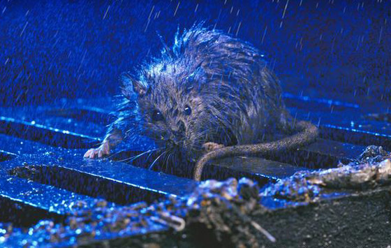 الابراج الصينية: أسرارعام 2020- عام الفأر: ذكاء وثروة أو مرض وتقزز؟ صورة رقم 4