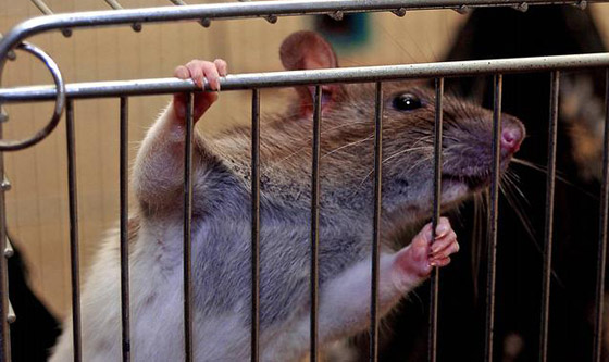 الابراج الصينية: أسرارعام 2020- عام الفأر: ذكاء وثروة أو مرض وتقزز؟ صورة رقم 9