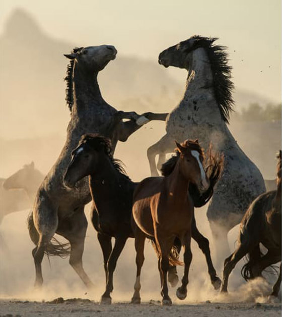 إليكم الصور الرائعة الفائزة في مسابقة مصور السفر لعام 2019 صورة رقم 19