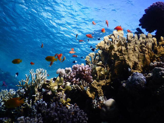 لماذا سمي البحر الأحمر بهذا الاسم؟ صورة رقم 11