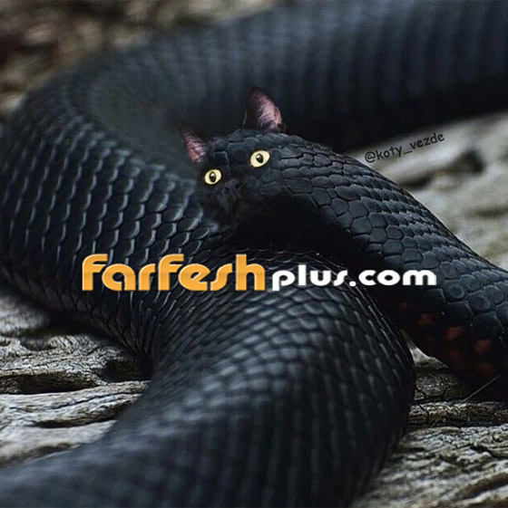 صور مدهشة وغريبة.. فنان يحوّل الحيوانات إلى قطط! صورة رقم 2