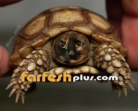 صور مدهشة وغريبة.. فنان يحوّل الحيوانات إلى قطط! صورة رقم 3