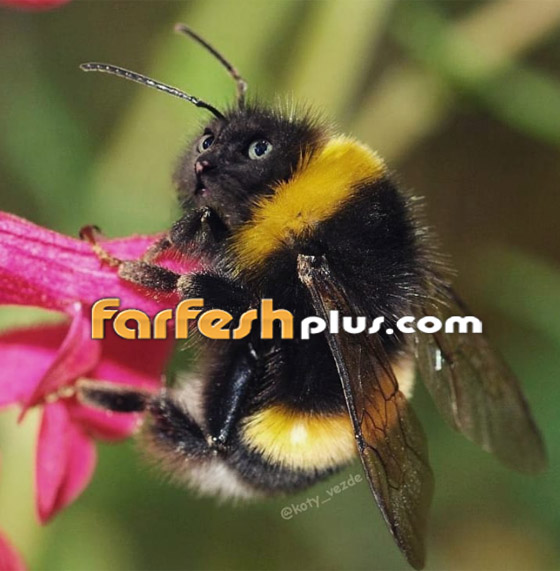 صور مدهشة وغريبة.. فنان يحوّل الحيوانات إلى قطط! صورة رقم 4