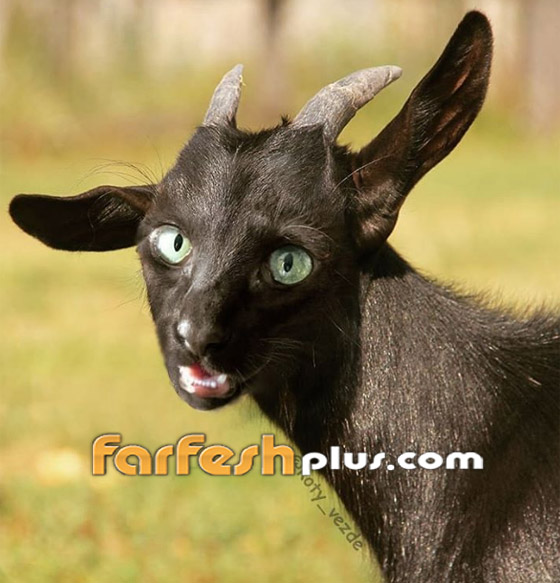 صور مدهشة وغريبة.. فنان يحوّل الحيوانات إلى قطط! صورة رقم 5