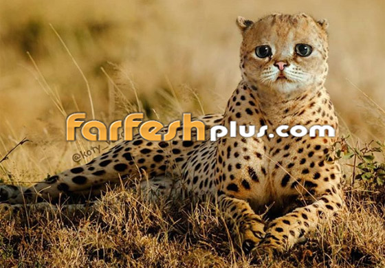 صور مدهشة وغريبة.. فنان يحوّل الحيوانات إلى قطط! صورة رقم 6