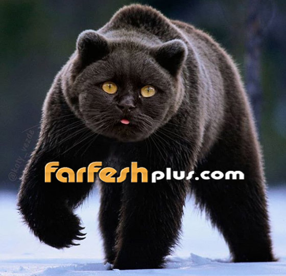 صور مدهشة وغريبة.. فنان يحوّل الحيوانات إلى قطط! صورة رقم 7