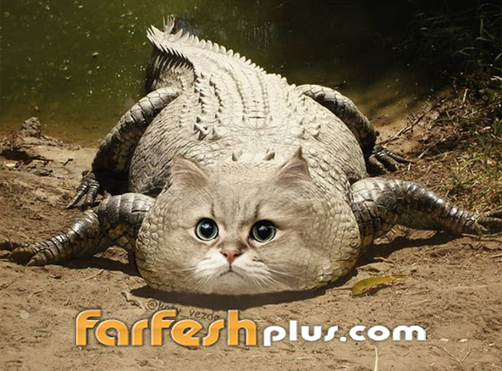 صور مدهشة وغريبة.. فنان يحوّل الحيوانات إلى قطط! صورة رقم 8