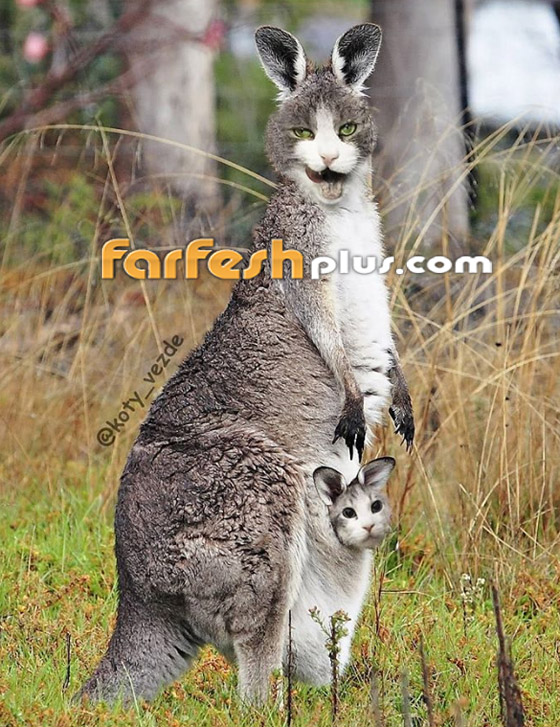 صور مدهشة وغريبة.. فنان يحوّل الحيوانات إلى قطط! صورة رقم 9