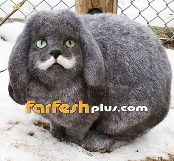 صور مدهشة وغريبة.. فنان يحوّل الحيوانات إلى قطط! صورة رقم 10