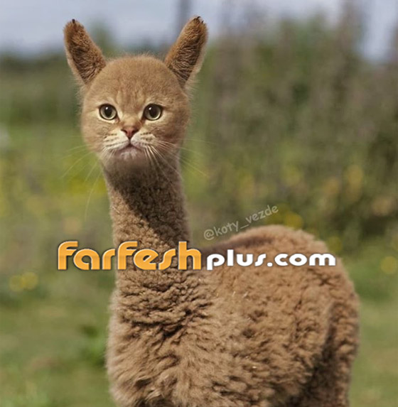 صور مدهشة وغريبة.. فنان يحوّل الحيوانات إلى قطط! صورة رقم 11