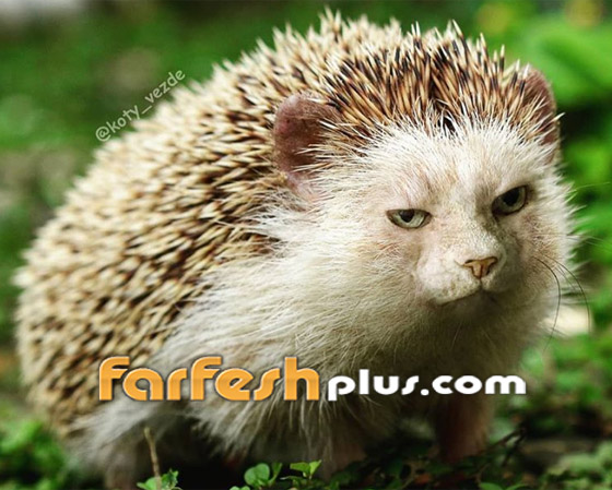 صور مدهشة وغريبة.. فنان يحوّل الحيوانات إلى قطط! صورة رقم 12