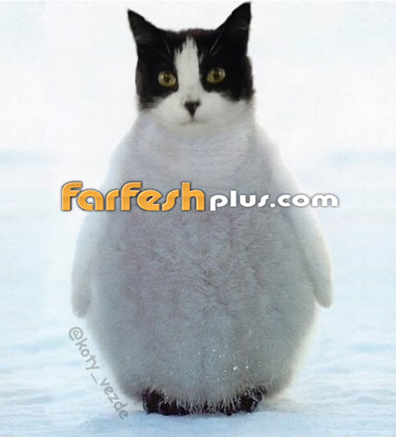 صور مدهشة وغريبة.. فنان يحوّل الحيوانات إلى قطط! صورة رقم 13