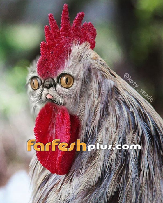 صور مدهشة وغريبة.. فنان يحوّل الحيوانات إلى قطط! صورة رقم 14