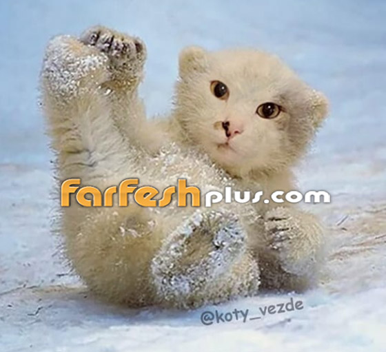 صور مدهشة وغريبة.. فنان يحوّل الحيوانات إلى قطط! صورة رقم 15