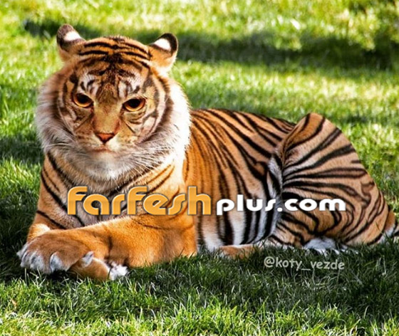 صور مدهشة وغريبة.. فنان يحوّل الحيوانات إلى قطط! صورة رقم 16