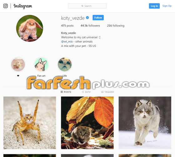 صور مدهشة وغريبة.. فنان يحوّل الحيوانات إلى قطط! صورة رقم 1