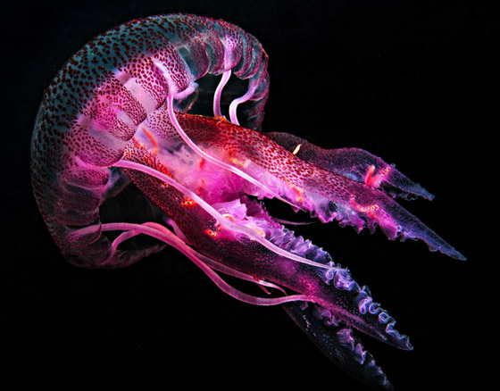 بلا قلب ولا دماغ ولا تموت.. إليكم حقائق غريبة ومدهشة عن قنديل البحر صورة رقم 1