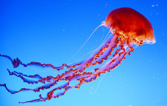 بلا قلب ولا دماغ ولا تموت.. إليكم حقائق غريبة ومدهشة عن قنديل البحر صورة رقم 2