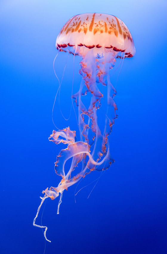 بلا قلب ولا دماغ ولا تموت.. إليكم حقائق غريبة ومدهشة عن قنديل البحر صورة رقم 3