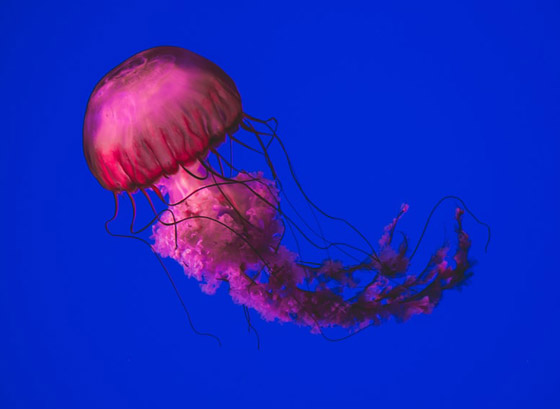 بلا قلب ولا دماغ ولا تموت.. إليكم حقائق غريبة ومدهشة عن قنديل البحر صورة رقم 8