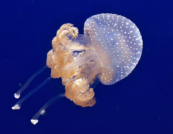 بلا قلب ولا دماغ ولا تموت.. إليكم حقائق غريبة ومدهشة عن قنديل البحر صورة رقم 4