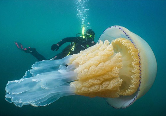 بلا قلب ولا دماغ ولا تموت.. إليكم حقائق غريبة ومدهشة عن قنديل البحر صورة رقم 9