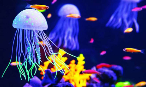 بلا قلب ولا دماغ ولا تموت.. إليكم حقائق غريبة ومدهشة عن قنديل البحر صورة رقم 10