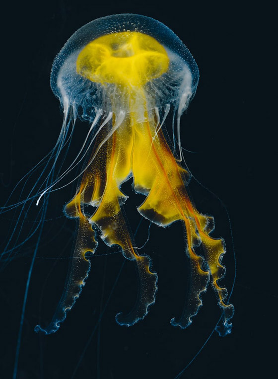 بلا قلب ولا دماغ ولا تموت.. إليكم حقائق غريبة ومدهشة عن قنديل البحر صورة رقم 5