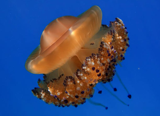 بلا قلب ولا دماغ ولا تموت.. إليكم حقائق غريبة ومدهشة عن قنديل البحر صورة رقم 11