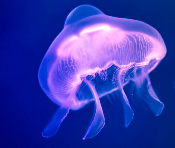 بلا قلب ولا دماغ ولا تموت.. إليكم حقائق غريبة ومدهشة عن قنديل البحر صورة رقم 12