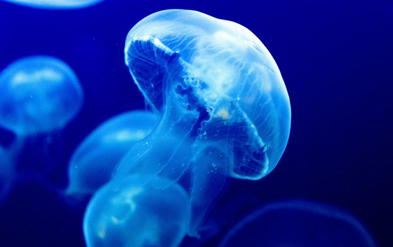 بلا قلب ولا دماغ ولا تموت.. إليكم حقائق غريبة ومدهشة عن قنديل البحر صورة رقم 6