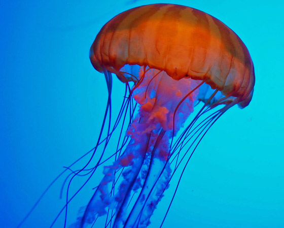 بلا قلب ولا دماغ ولا تموت.. إليكم حقائق غريبة ومدهشة عن قنديل البحر صورة رقم 13