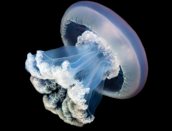 بلا قلب ولا دماغ ولا تموت.. إليكم حقائق غريبة ومدهشة عن قنديل البحر صورة رقم 15