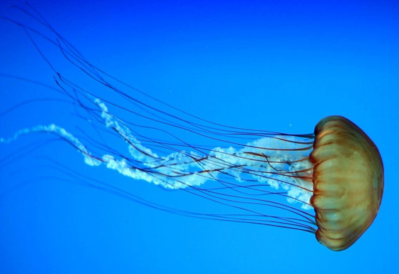 بلا قلب ولا دماغ ولا تموت.. إليكم حقائق غريبة ومدهشة عن قنديل البحر صورة رقم 7