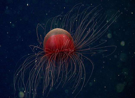 بلا قلب ولا دماغ ولا تموت.. إليكم حقائق غريبة ومدهشة عن قنديل البحر صورة رقم 16